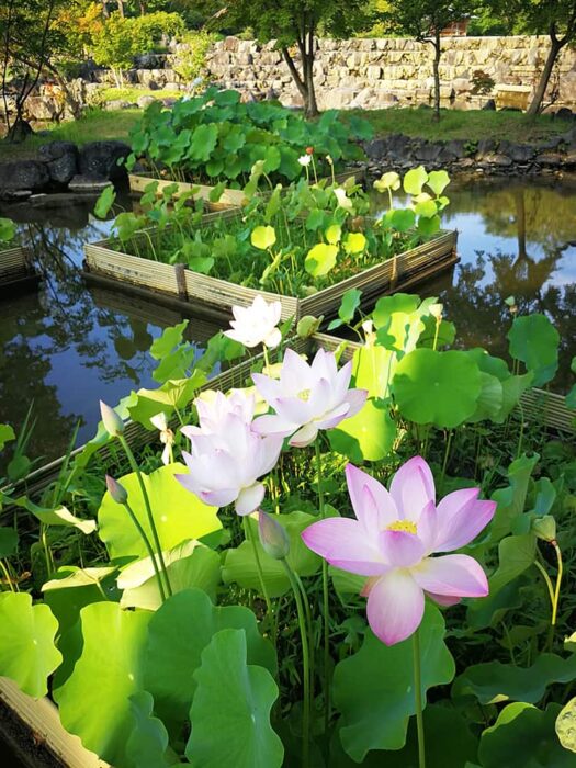 けいはんな記念公園の蓮