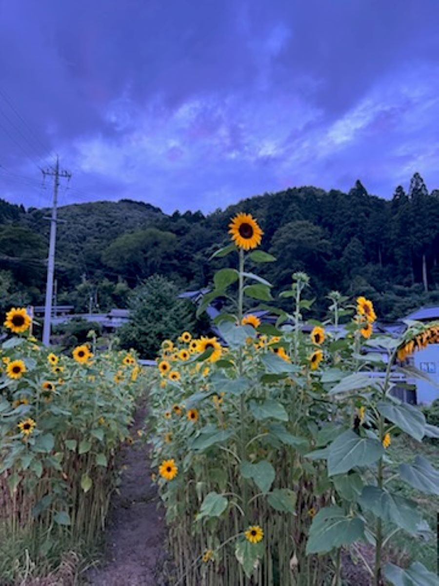 ひまわり