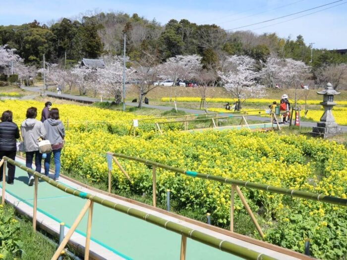 菜の花回廊バリアフリー