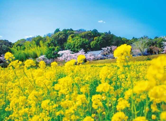普賢寺の菜の花畑