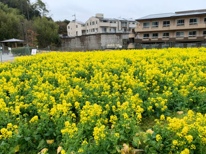 長岡京市 花菜