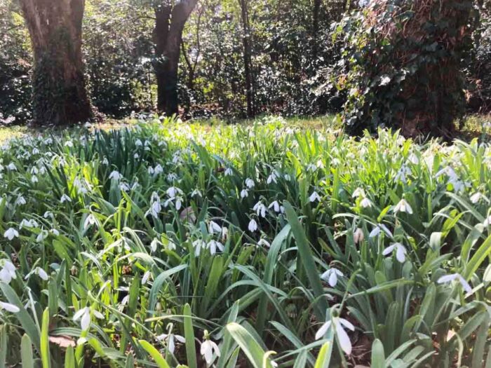 植物園