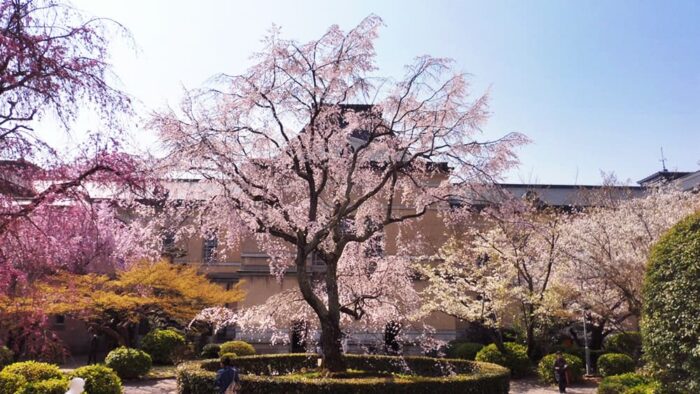 京都府庁旧本館の桜