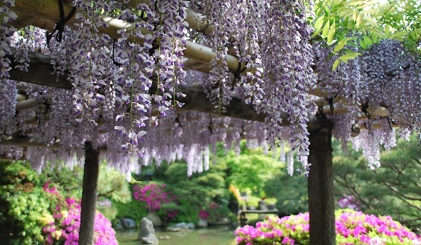 京都市・藤
