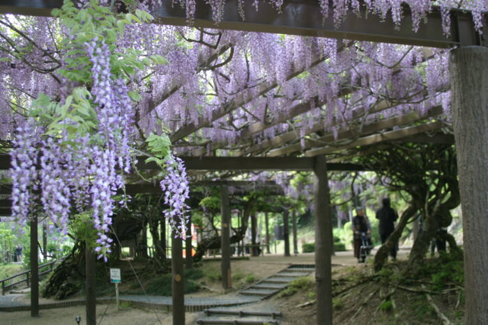 福知山市・藤
