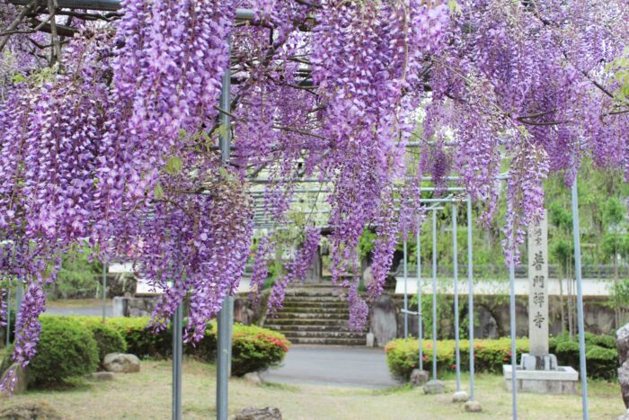 福知山市・藤