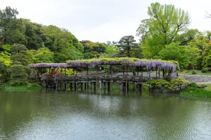 京都市・藤