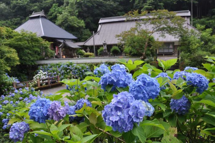 東光院あじさい