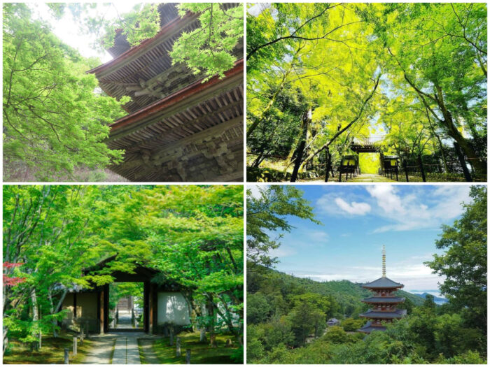 京都青もみじ2025