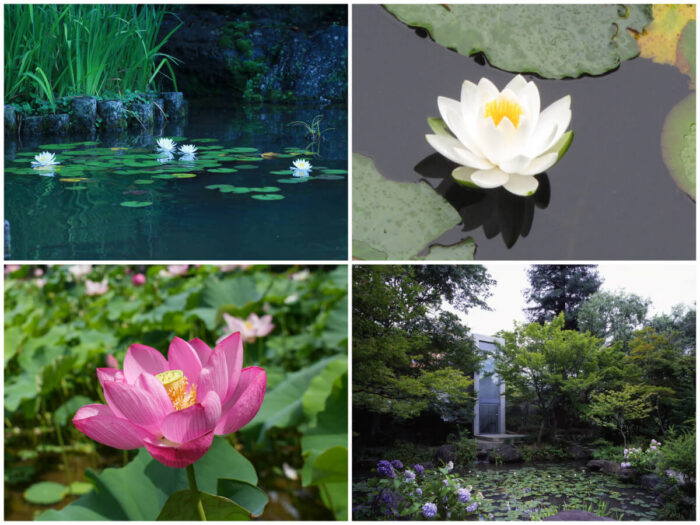 京都府・蓮・睡蓮