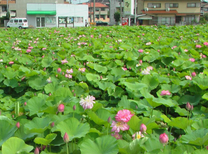京田辺市・蓮
