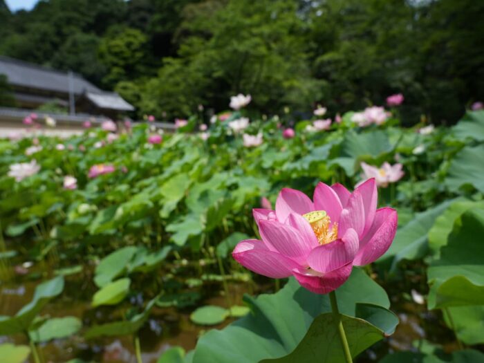 京丹後市・蓮