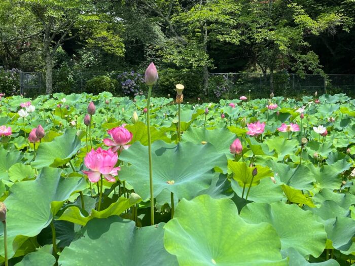 京丹後市・蓮