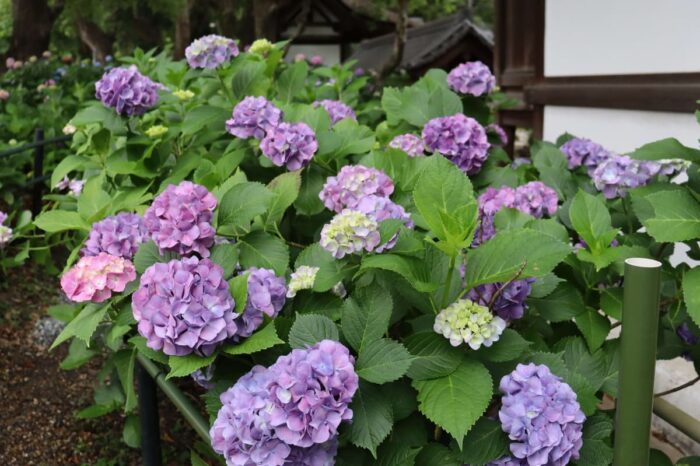 藤森神社あじさい
