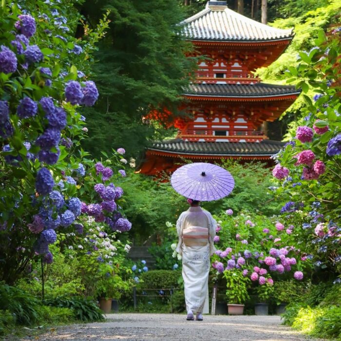 岩船寺あじさい