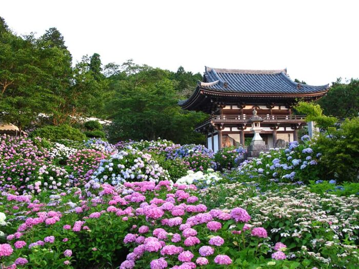 丹州華観音寺あじさい