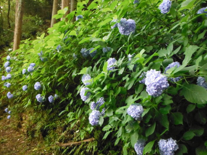 京都府立笠置山自然公園あじさい