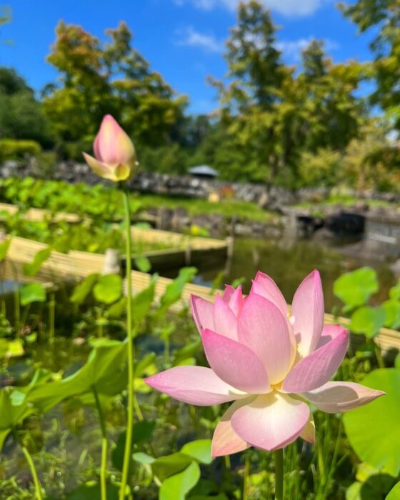 精華町・蓮