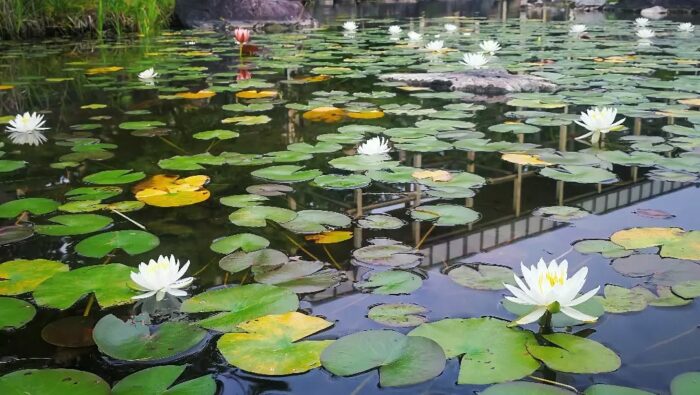 精華町・蓮