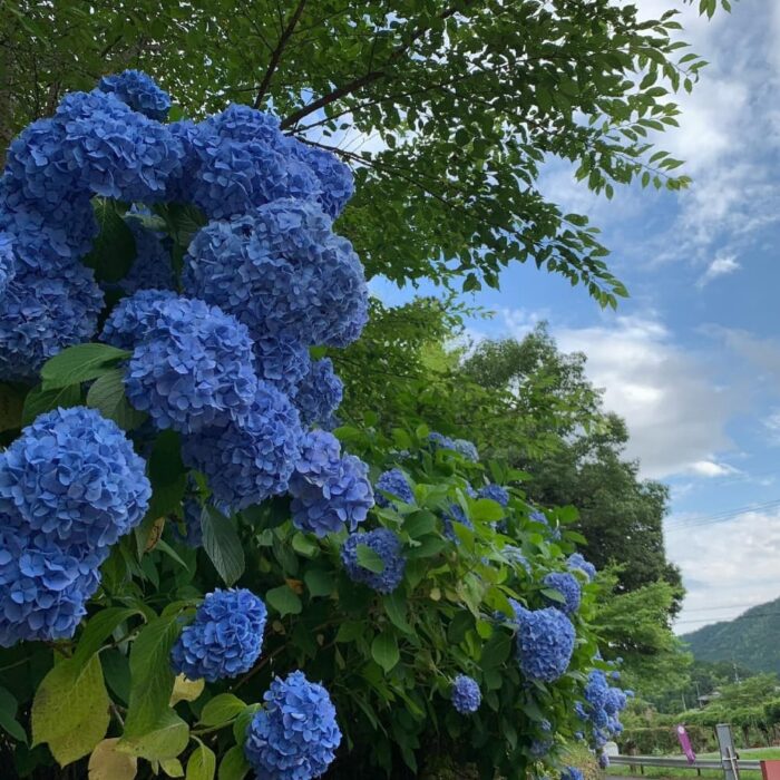 ききょうの里あじさい