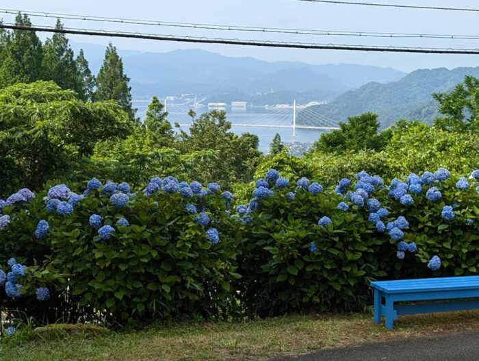 舞鶴自然文化園あじさい