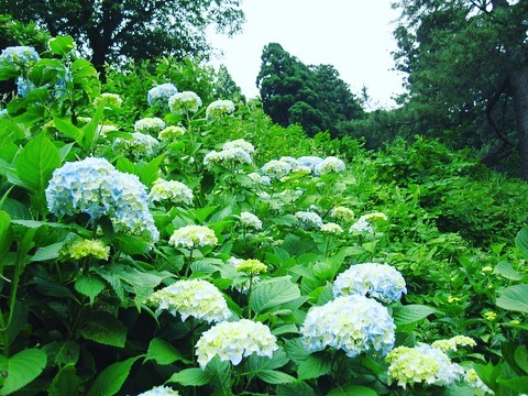京丹後森林公園スイス村あじさい