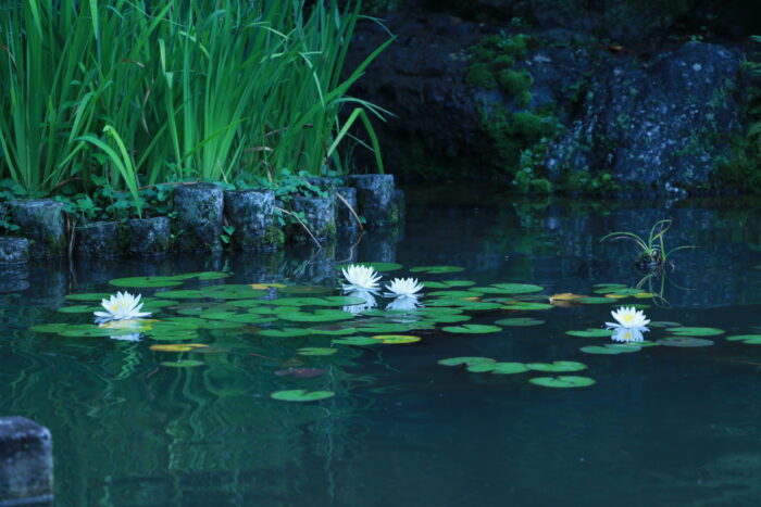 京都市・睡蓮