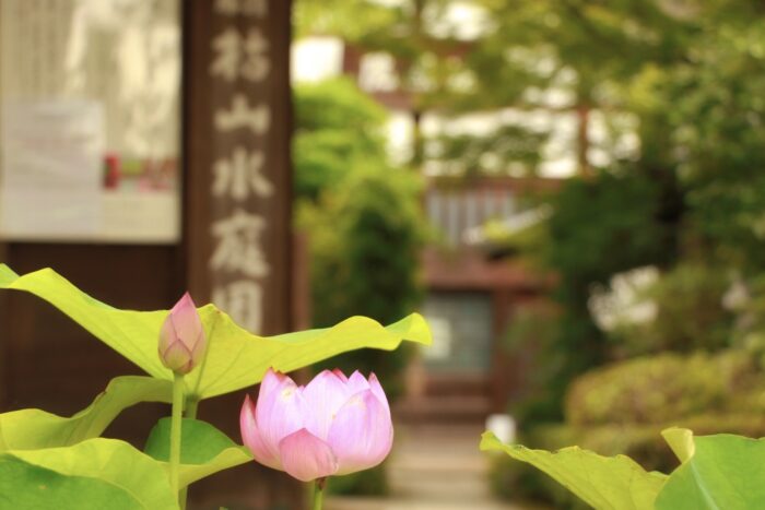 京都市・睡蓮