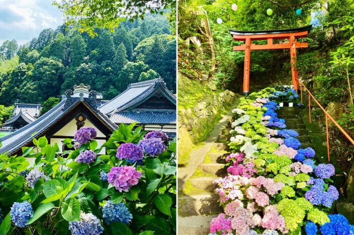 柳谷観音 楊谷寺あじさい