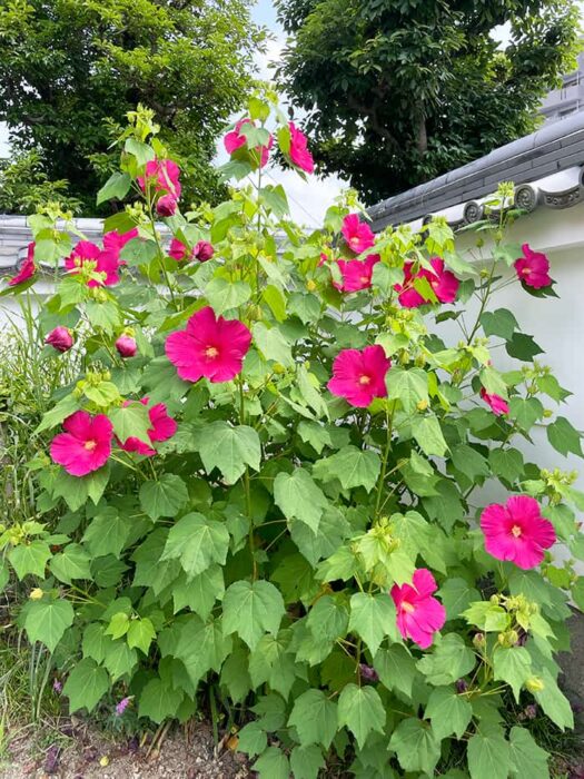 芙蓉