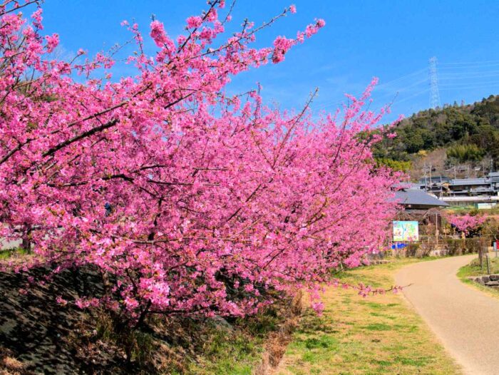 河津桜
