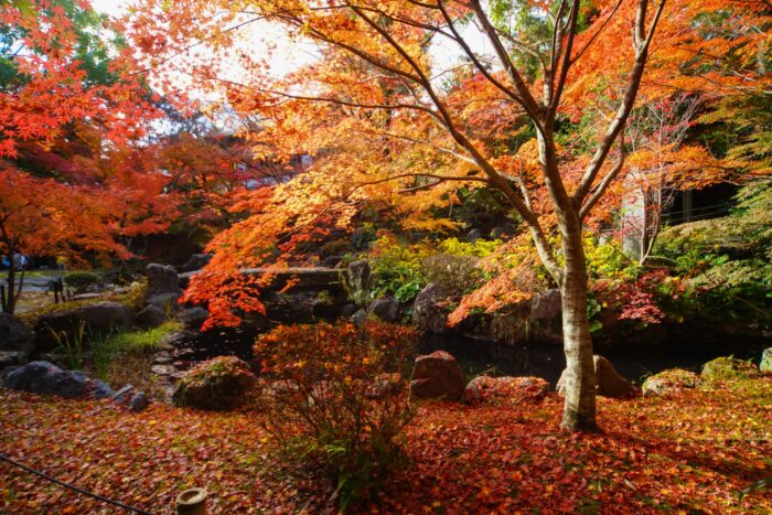 長岡京市・紅葉