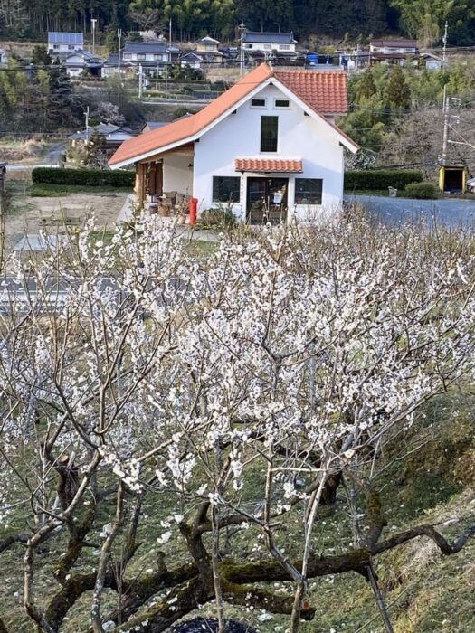 和木町松原梅林.