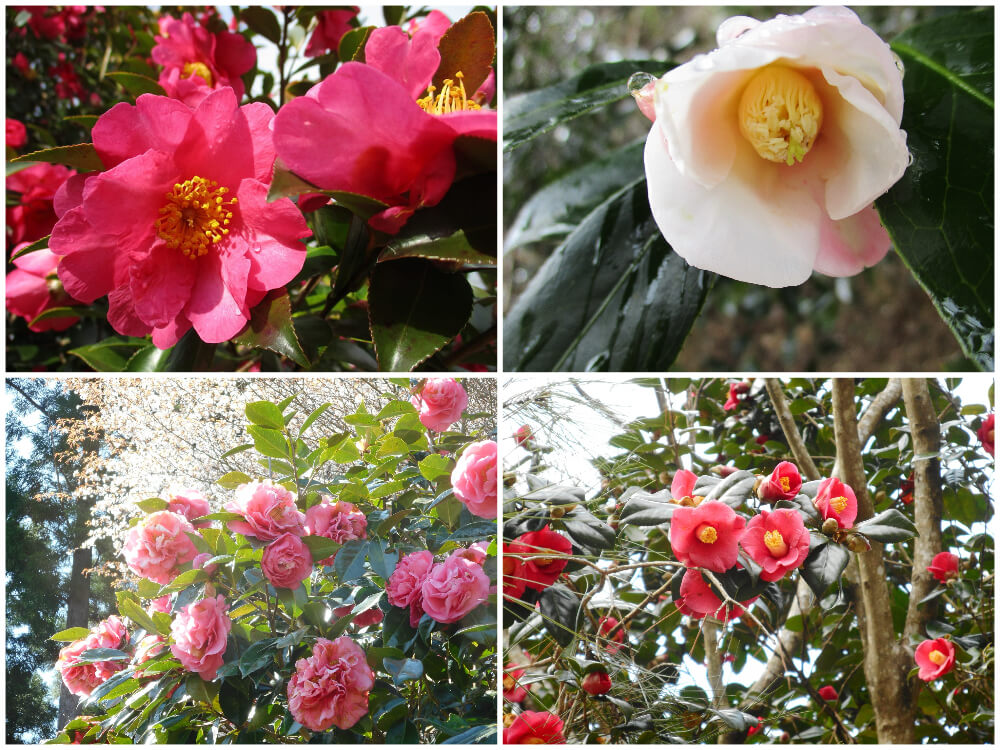 わち山野草の森