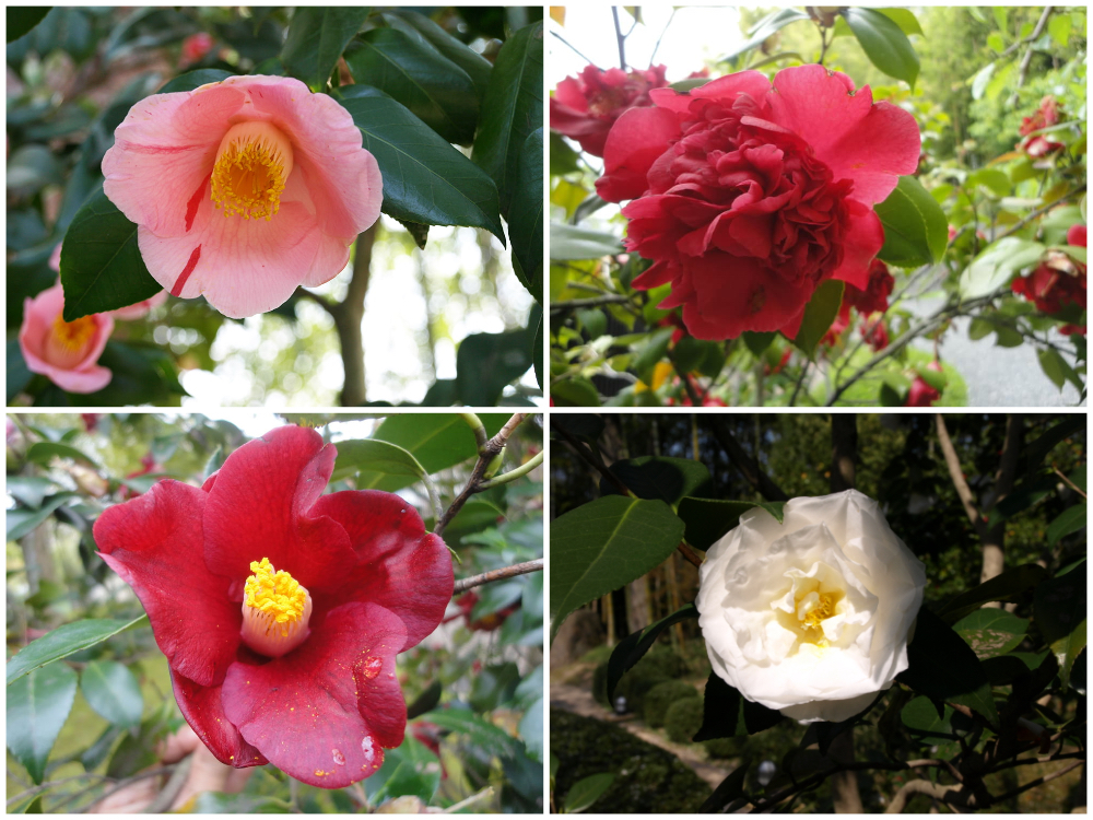八幡市立松花堂庭園・美術館の椿