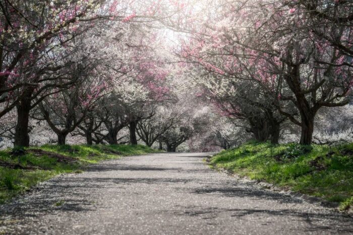 綾部市梅林公園