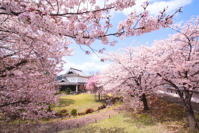 長岡京市・桜