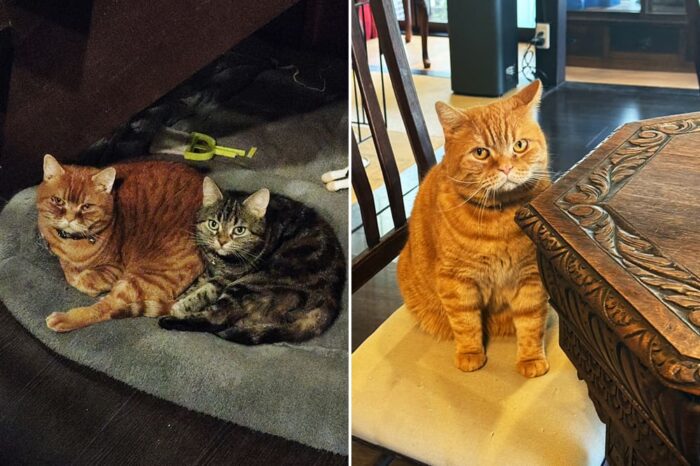 美山cafe marco／ラテちゃん