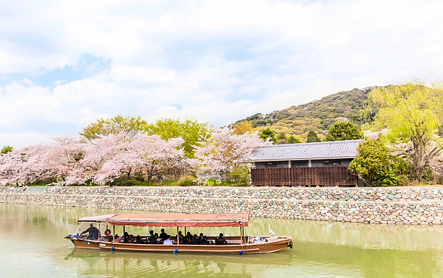 宇治市・桜
