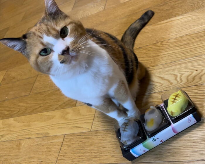 玉田神社／ミーコちゃん