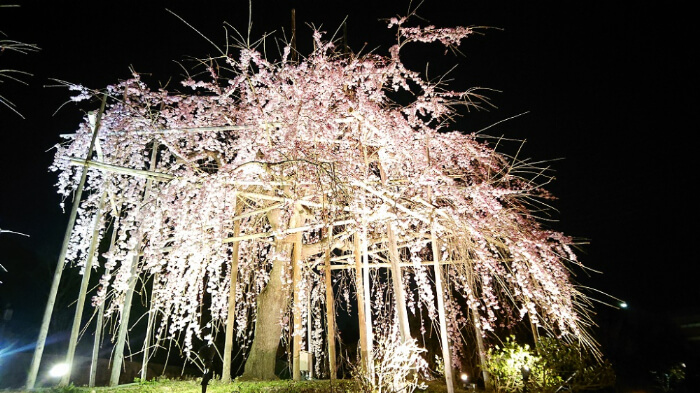 宇治市植物公園の夜桜