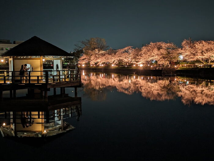 八条ヶ池の夜桜