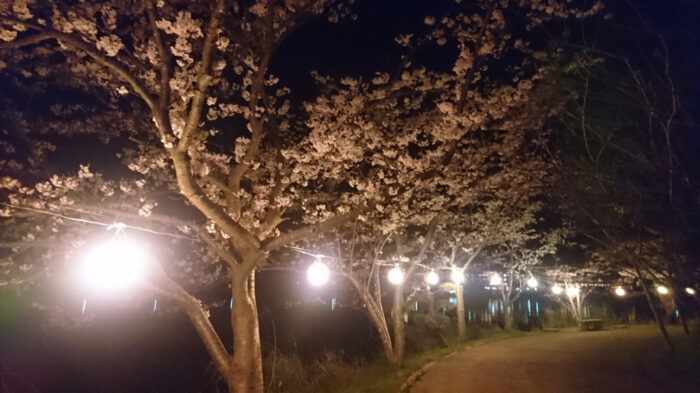 離湖の夜桜