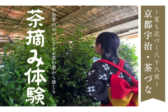 京都宇治の茶摘み体験
