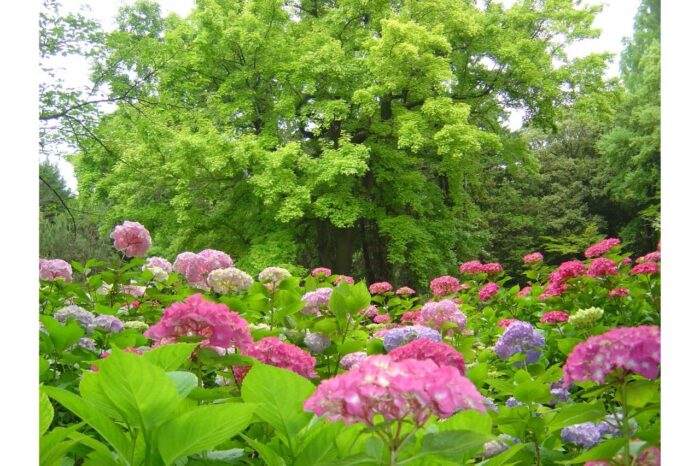 京都府立植物園