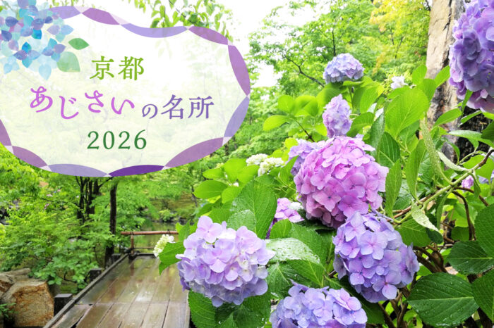 紫陽花特集　バナー 2026