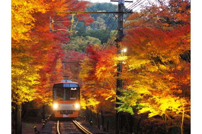 叡山電車「もみじのトンネルライトアップ」